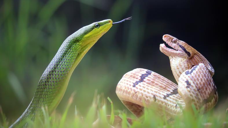 蛇毒,既是致命毒药,也是救命良药